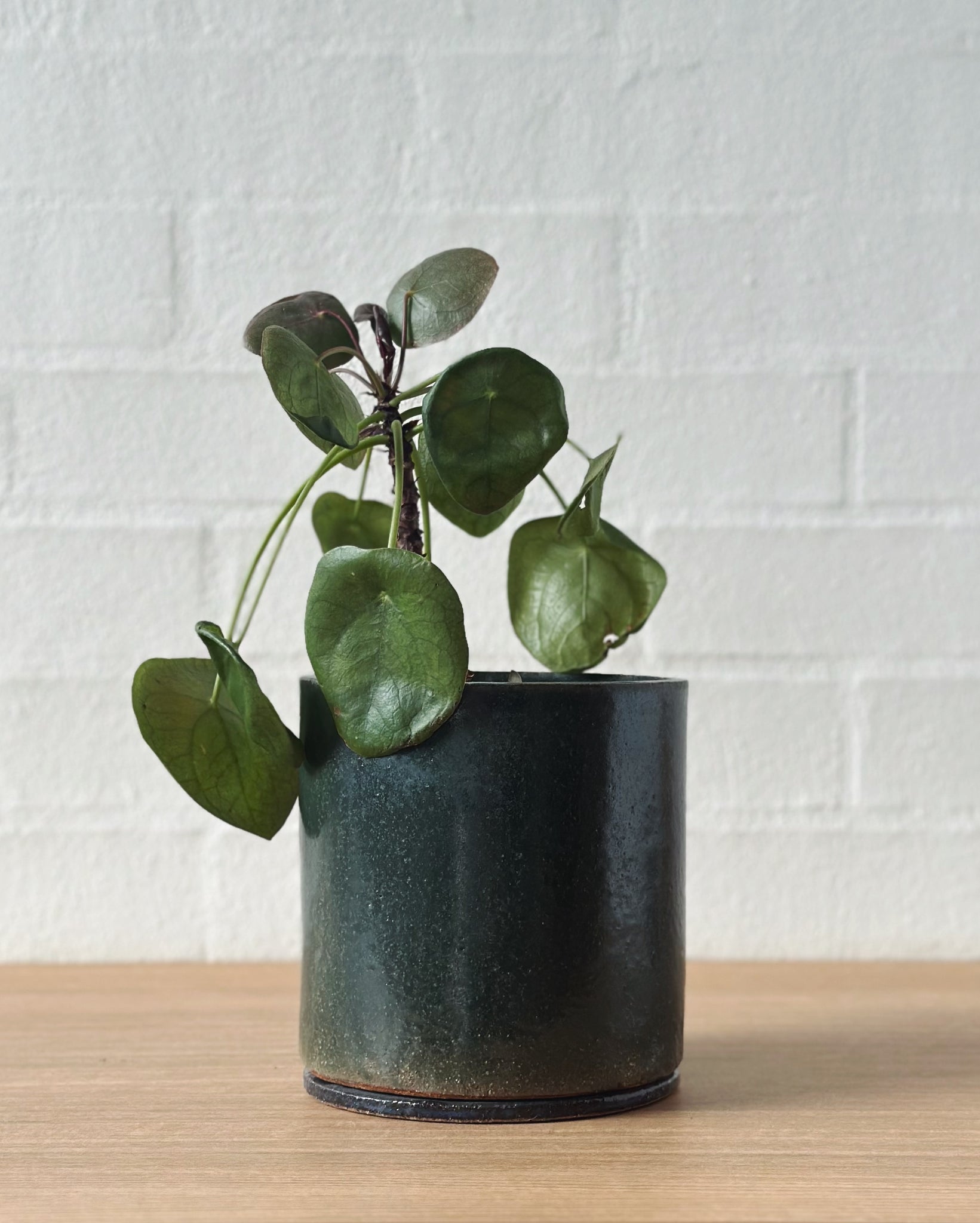 moody green planter_ID - with drainage (Plant Society exclusive)
